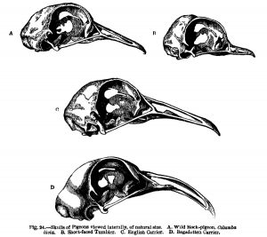 Darwin_pigeon_skulls